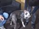 Frediani (M4O): &quot;Bocciatato emendamento che vieta l'suo delle catene per contenere cani e animali d'affezione&quot;