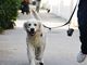 &quot;Animali d'affezione nelle strutture ospedaliere, ok commissione alla proposta M5S&quot;