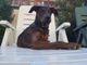 Nichelino, il cucciolo Joy cerca una nuova casa