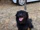cane abbandonato nichelino