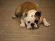 Domani a Nichelino la &quot;Festa del cane burlone&quot;