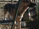 L'Ufficio tutela animali di Nichelino ritrova un cane smarrito