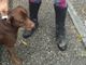 Rubano un cane e chiedono il riscatto al proprietario: scoperti e arrestati dalla Polizia