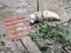 Cane bloccato nel fango