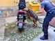 Jackie trova hashish e marijuana nascosta nello scooter, Carabinieri in azione contro spaccio di droga