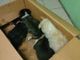 scatolone cani abbandonati