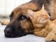 Un cane e un gatto