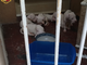 Chiusi sul balcone, sopravvivevano da giorni senza cibo né acqua: 10 cani salvati dalla polizia