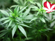 Popolo della Famiglia Piemonte: “Chiudere per Natale i negozi di cannabis”