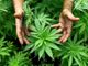 Torino, i poliziotti entrano in casa di un giovane per aiutarlo, ma trovano mezzo chilo di marijuana nell'armadio