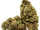 Cannabis, bocciato il referendum: ecco perché