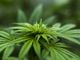 I benefici della cannabis light: conoscere e scoprire i nuovi orizzonti
