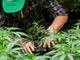 Il successo della cannabis light