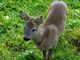 Cucciolo di capriolo soccorso a Caselette (VIDEO)