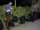 Cuorgnè: casa di campagna era in realtà una mini-industria della marijuana