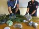 Chivasso, nell'orto cresceva la marijuana: in manette 40enne