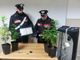 Ivrea, scoperta una mini coltivazione domestica di piante di cannabis