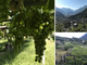Tra pilun e pergole, alla scoperta dei vigneti eroici di Carema e Settimo Vittone [VIDEO e FOTO]