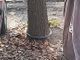 catena legata attorno a un albero