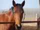 Bambino di 12 anni cade da cavallo a Candiolo: un braccio fratturato
