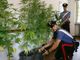 Giardiniere disoccupato coltivava droga per mantenere la famiglia