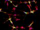 cellule cerebrali
