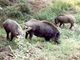 &quot;Nocivosaraitu&quot;, domani convegno di Pro Natura Animali a Vol.To