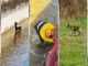 capriolo in un canale
