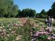 A Carmagnola ritorna l'appuntamento con “Peonie in Fiore”
