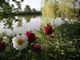 Carmagnola, al via la 14esima edizione “Peonie in Fiore”