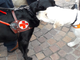 L'iniziativa organizzata in occasione della Giornata del Cane Guida a Torino