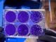 Coronavirus, crolla il numero dei nuovi contagi (360 meno di ieri), scende quello dei morti: 20