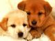 Traffico di cuccioli, il Tribunale di Torino assolve due allevatori ungheresi e il titolare di un negozio di cani del pinerolese