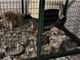 La carica dei 51, ma in allevamenti-lager. Indagati due allevatori e un veterinario: tenevano i cani in condizioni &quot;precarie&quot;