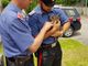 Tavagnasco, cucciolo di capriolo salvato dai Carabinieri