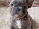 cucciolo di bulldog