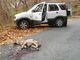 Giovane lupa investita e uccisa da un'auto sulla Strada Provinciale di Verna