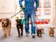 Albo dei &quot;Dog Sitter&quot;: online il modulo di iscrizione all'elenco regionale