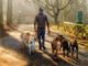 dog sitter