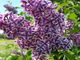 Fiori