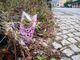 fiori dopo incidente corso casale
