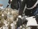 Cani e telecamere a proteggere la marijuana: carabinieri scoprono il &quot;fortino della droga&quot;