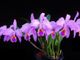 A Mercenasco torna Orchiday, giornata dedicata ai vivai Peraga