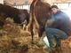 Francesco, 27 anni, alleva 15 mucche, produce formaggi in alpeggio a Oulx e sverna a Costigliole Saluzzo