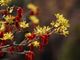 Autumnus, fiori e piante dal Medioevo al Borgo Medievale del parco del Valentino