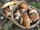 Con le piogge è boom di funghi, Coldiretti: &quot;Il clima dei prossimi giorni farà la differenza&quot;
