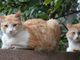 A Chivasso in mostra i gatti più belli del mondo