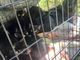 Una quindicina di gattini abbandonati lungo le rive del Sangone a Nichelino