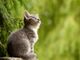 Oggi è la giornata nazionale del gatto: al via il nostro primo contest felino