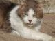 il gatto adottato dalla 7